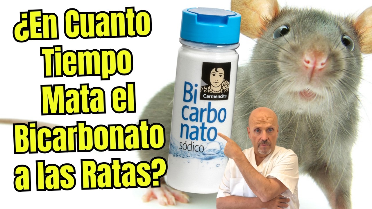 ¿🐀⚠️ EN CUANTO TIEMPO MATA EL BICARBONATO A LAS RATAS EL MEJOR VENENO CASERO PARA RATAS🐀⚠️