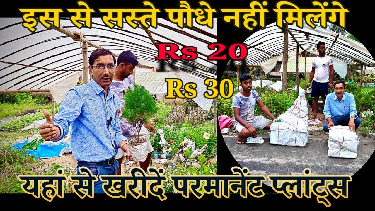 सिर्फ २० रूपये और ३० रूपये में परमानेंट फूलों का पौधा यहीं मिल सकते हैं। होल सेल और रिटेल दोनों हैं 