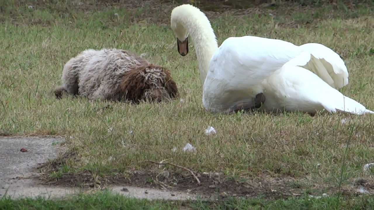 Dog and swan playing