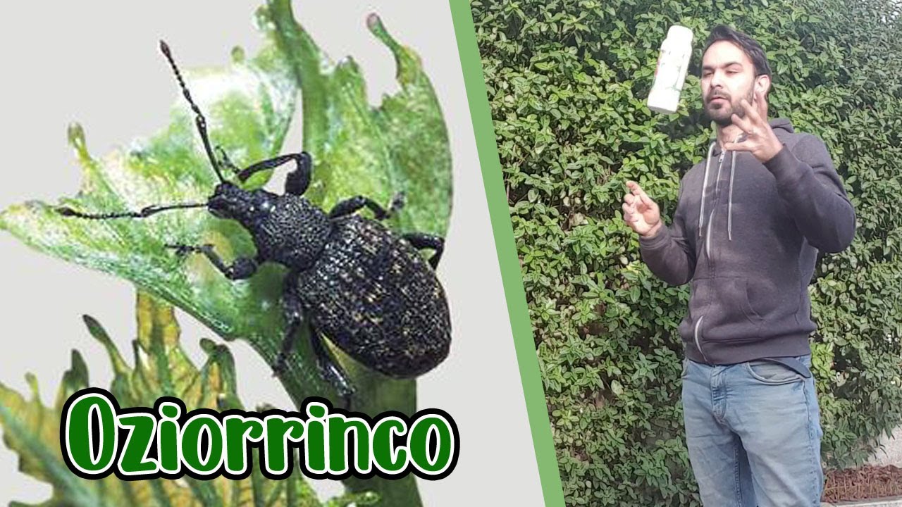 COMBATTERE OZIORINCO INNAFFIANDO
