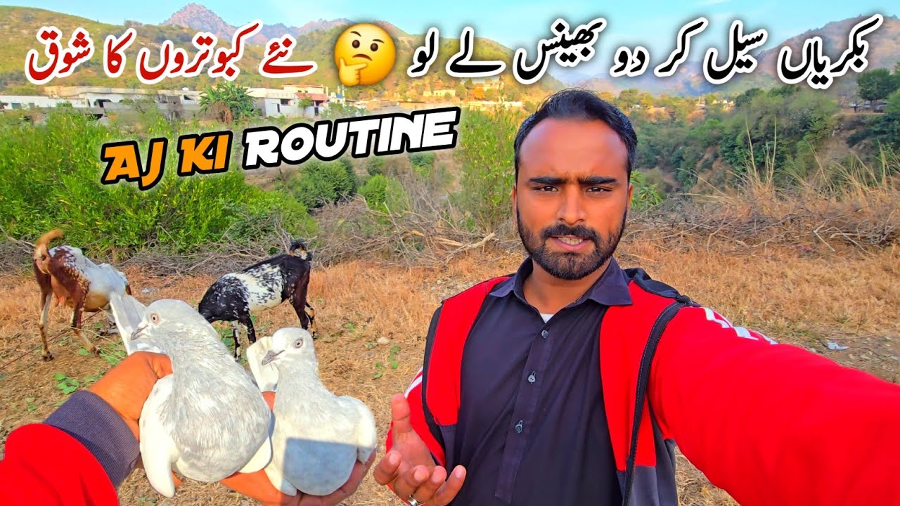 Bakriyan Sale New Pigeon Ka Shoq Village Life Daily Routine MB Vlogs 