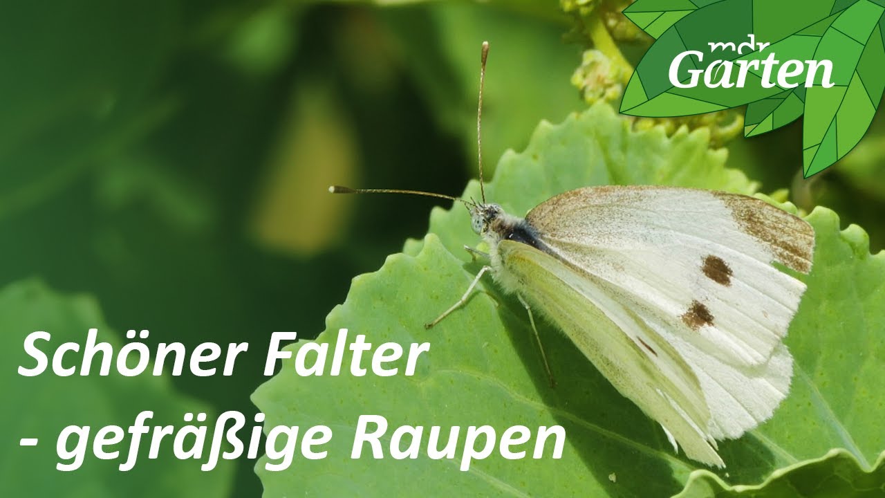 Den gefräßigen Kohlweißling aus dem Garten vertreiben und deinen Kohl retten | MDR Garten