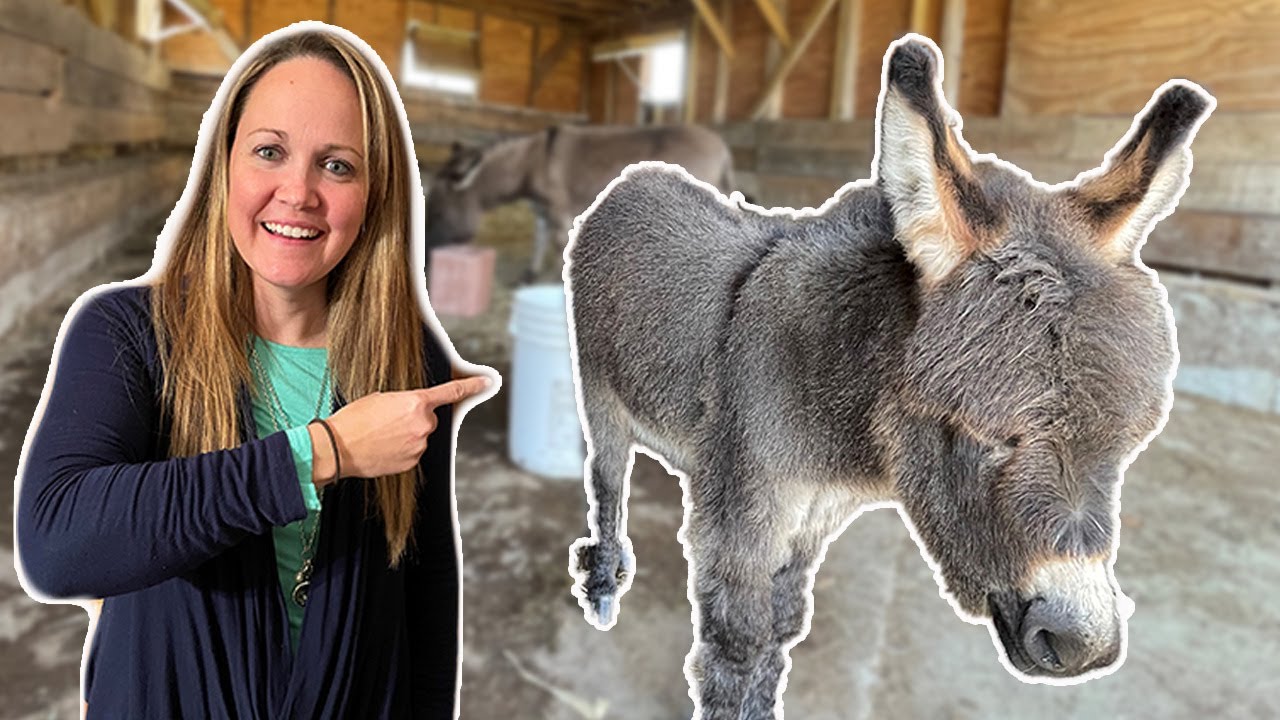 MEET OUR TWO NEW MINI DONKEYS!
