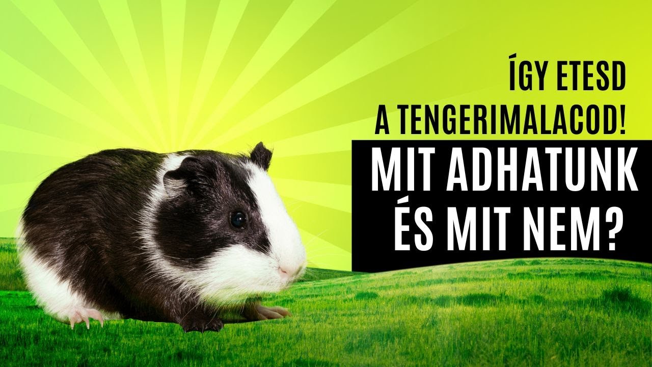 Így etesd a tengerimalacod! - Mit adhatunk és mivel okozunk gondot?(Tengerimalac Tudástár, 75. rész)