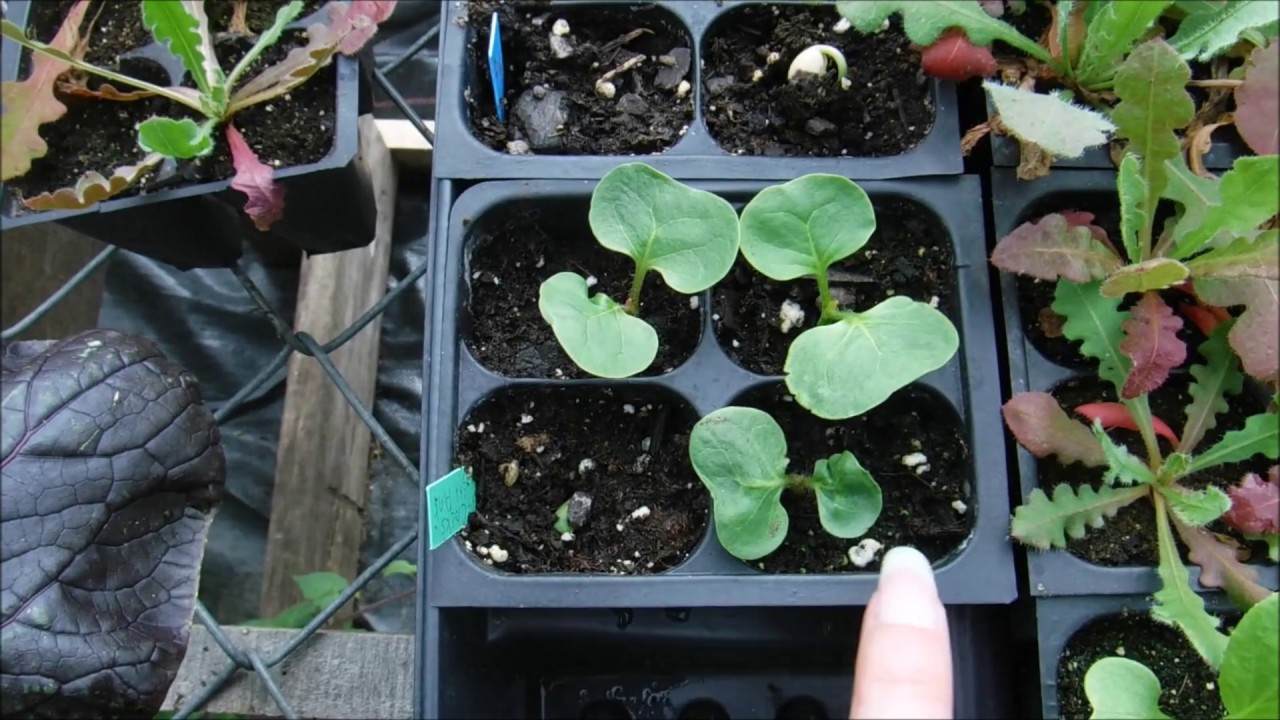 how to grow 4o clocks from seed, 4o clock seedlings update