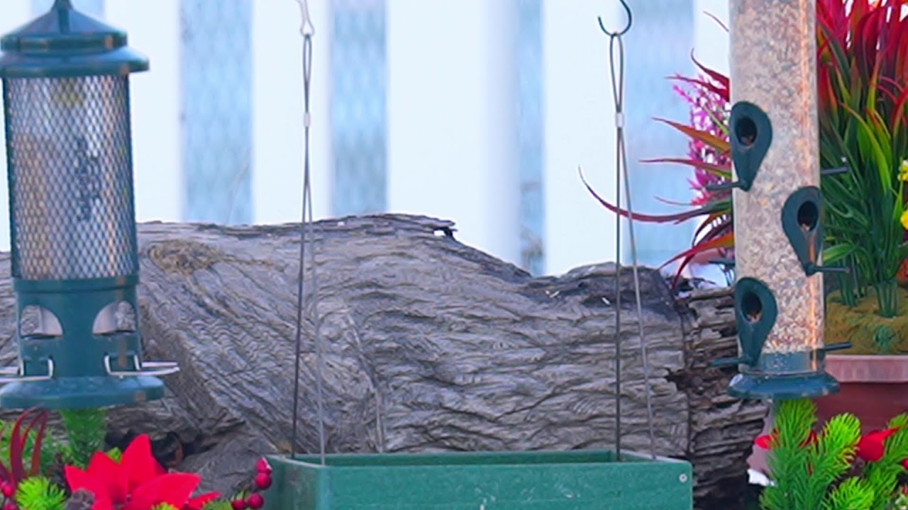 Bird feeder cam ,cardinals, blue jays, song  birds, doves