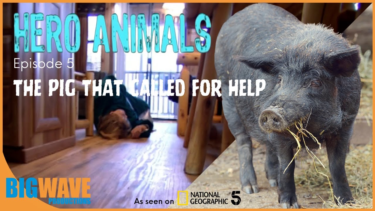 Hero Animals- The Pig that called for help