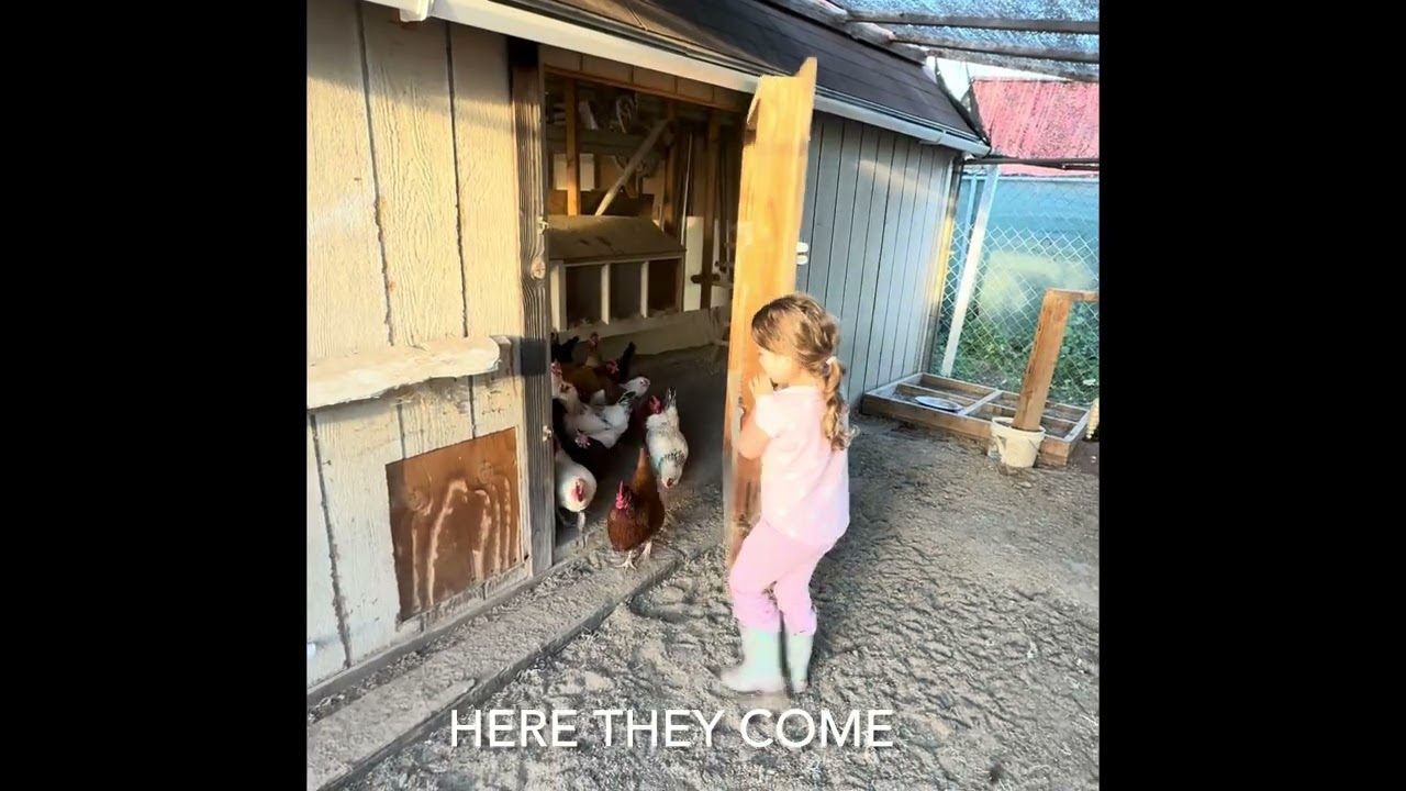 Who let the Girls out! (LONDON’S  CHICKENS)