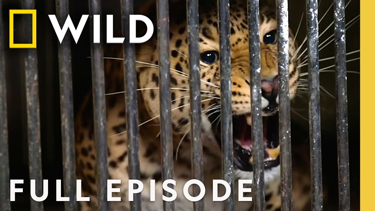 Protecting Leopards (Full Episode) | Mission Critical | Nat Geo Animals