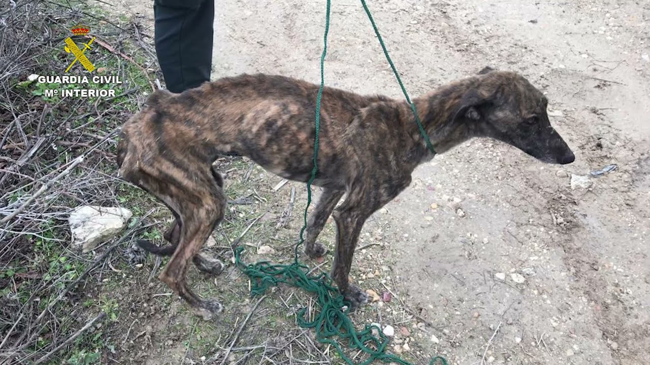 Patrulla SEPRONA Rivas rescata cinco perros en Campo Real