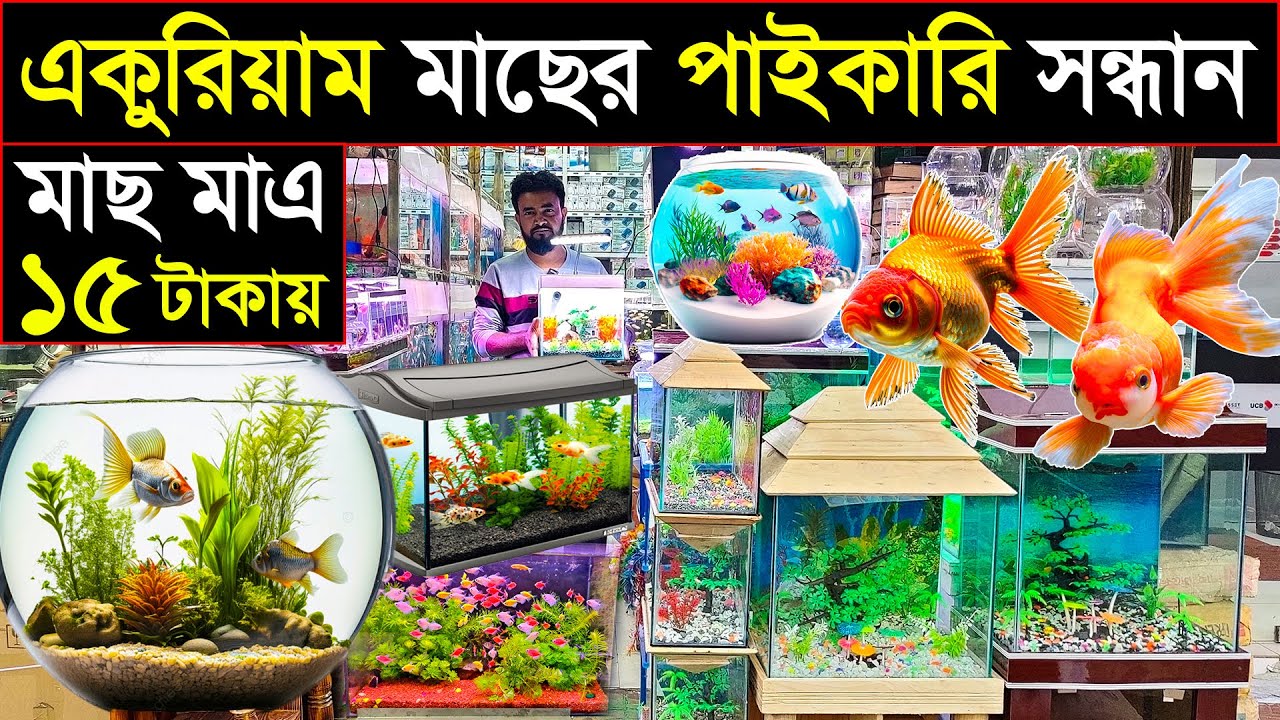 রঙিন একুরিয়াম মাছ | কাটাবন পাইকারি বাজার |হোলসেল রেট শুনলে অবাক হবেন!