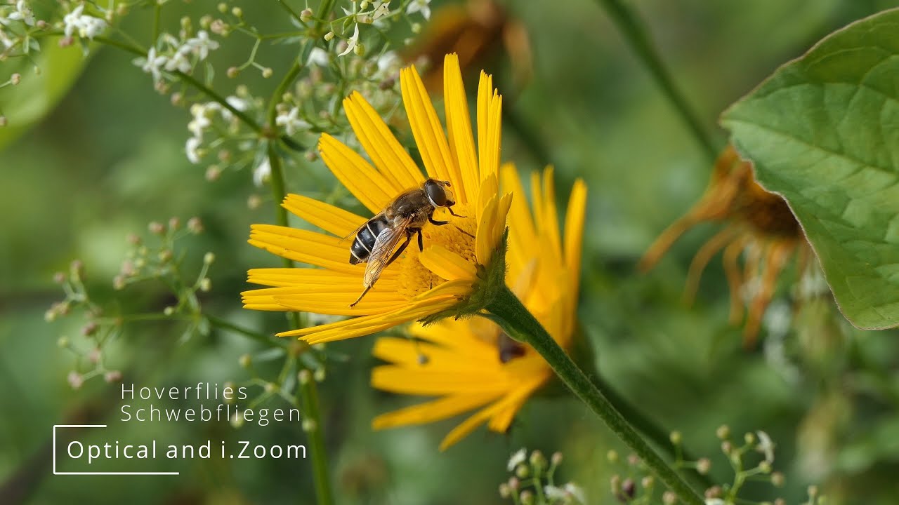 Lumix  FZ2000 / FZ2500 / optical Zoom and i.Zoom / Schwebfliegen / Hoverflies / Syrphidae / 4K