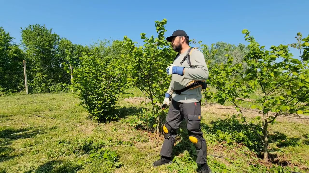 Pruning hazelnut bush - which metod is correct Part 3, Kako rezati žbun lje&scaron;nika, treći dio