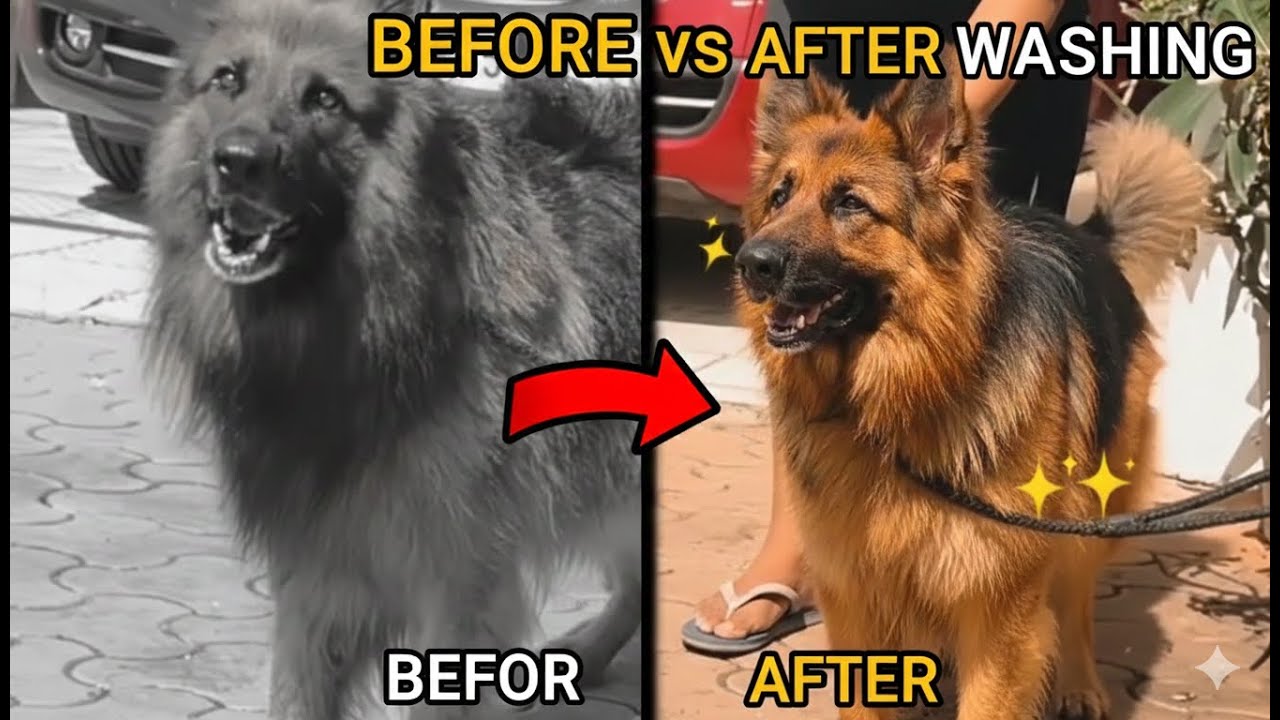 मैं  आज जर्मन शेफर्ड को नहलाया ||wash German Shepherd today||ମୁଁ ଆଜି ଜର୍ମାନ ଶେଫାର୍ଡକୁ ଧୋଇଲି  VLOG•2