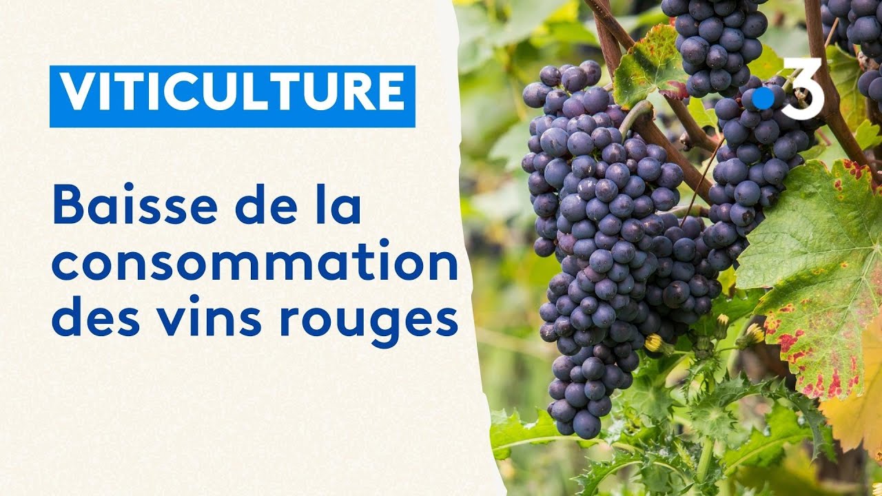La viticulture face à la baisse de consommation des vins rouge