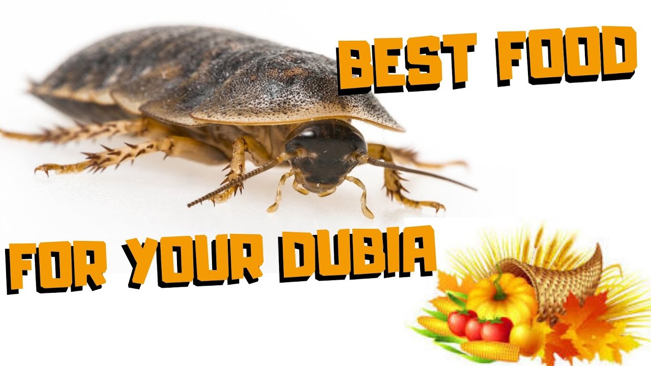 Best foods for dubias  |  AND Save A Ton Of Money!