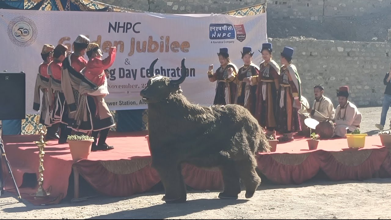 🐃 Dancing Yak & 🌄 Traditional Ladakhi Dance 🪩 #trending #viralvideo #trendingvideo