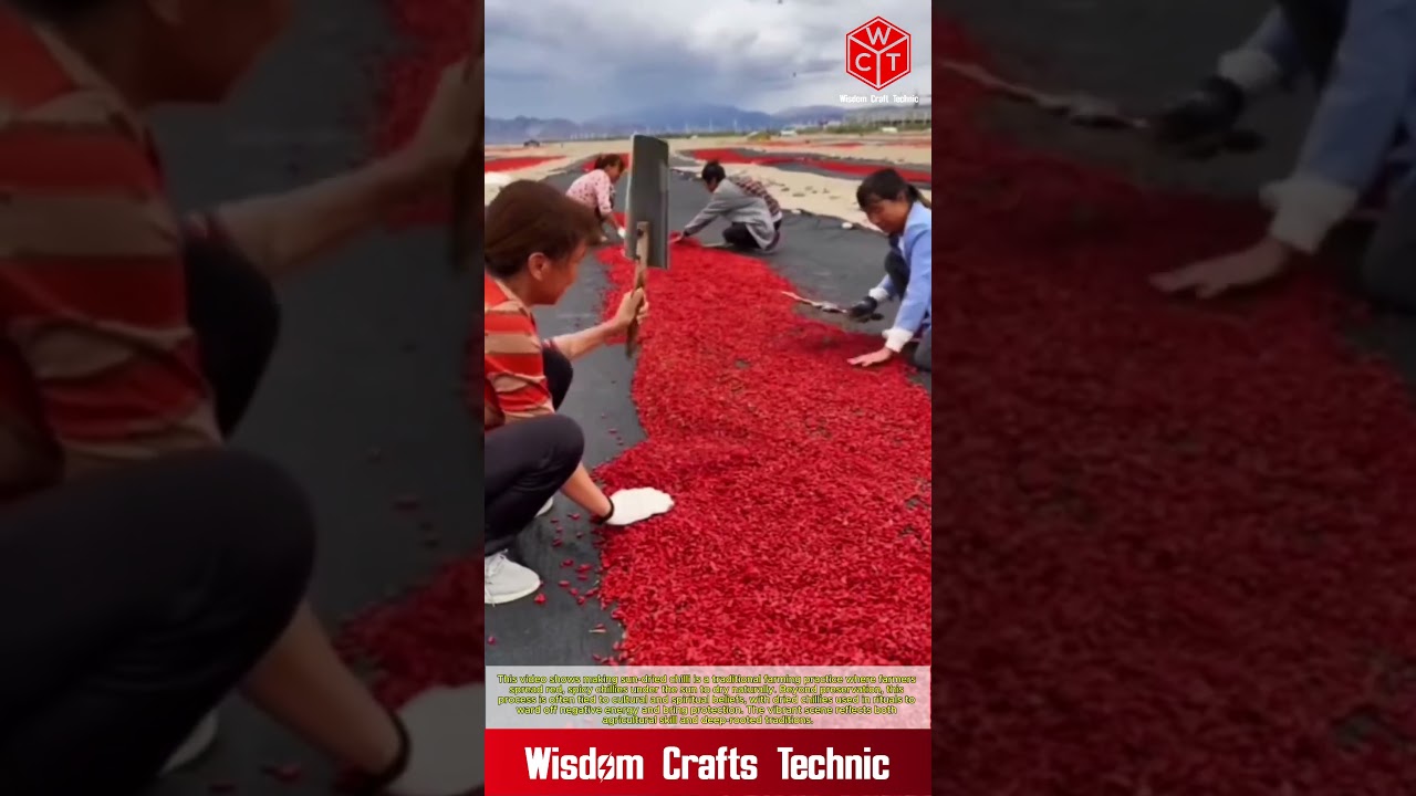 Making Chilli sun-dried: Farmers drying red spicy chilli for spiritual benifits