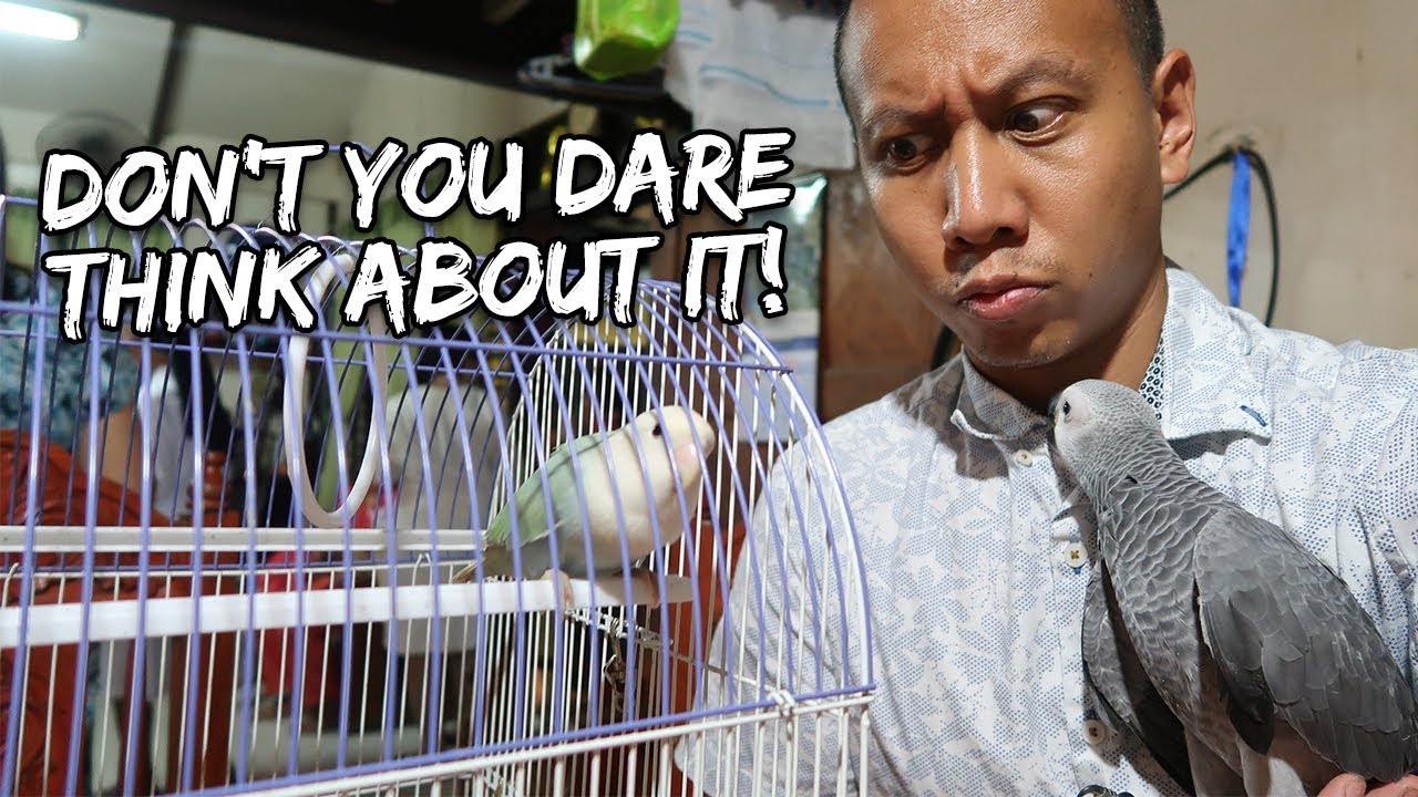 Oh Boy - A Love Bird Fell in Love With My Parrot | Vlog #265