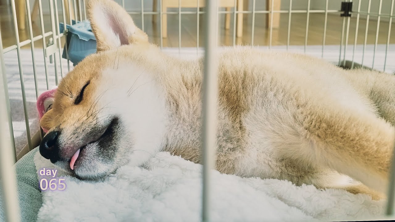 day065:Sleeping Outside the Productivity Cycle./ただ眠るだけの1時間