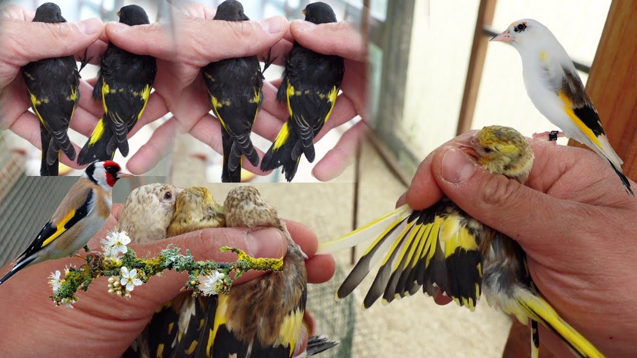 Пример вольера для Щеглов + Пара пегих 🕊️🦅🕊️