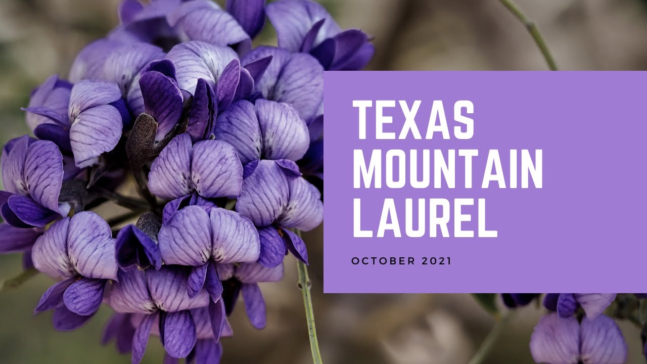 Texas Mountain Laurel | Plant of the Month