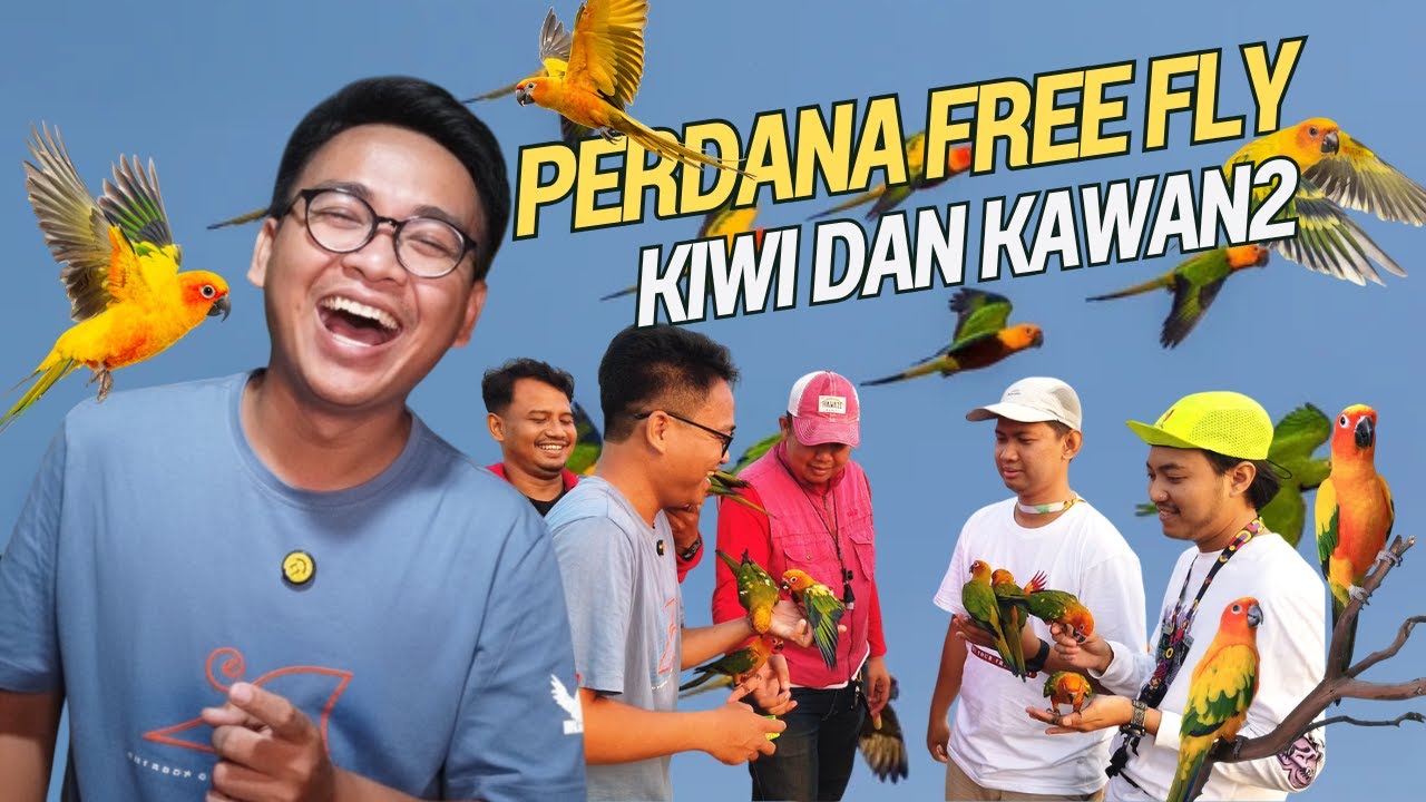 KIWI DAN KAWAN2 FREE FLY LAGI ‼️ LEPAS KANGEN SUASANA FREE FLY