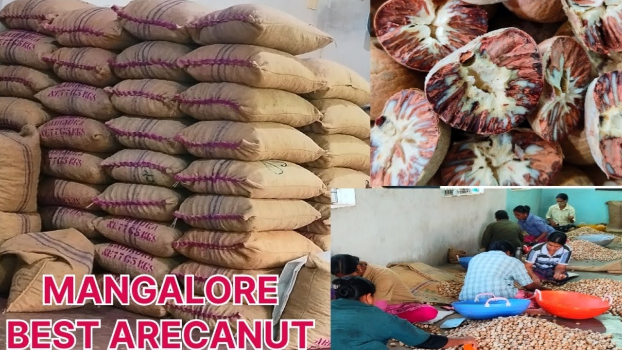 Karnataka supari manglore Arecanut market #arecanut #youtube #viral #assam #mangalore 