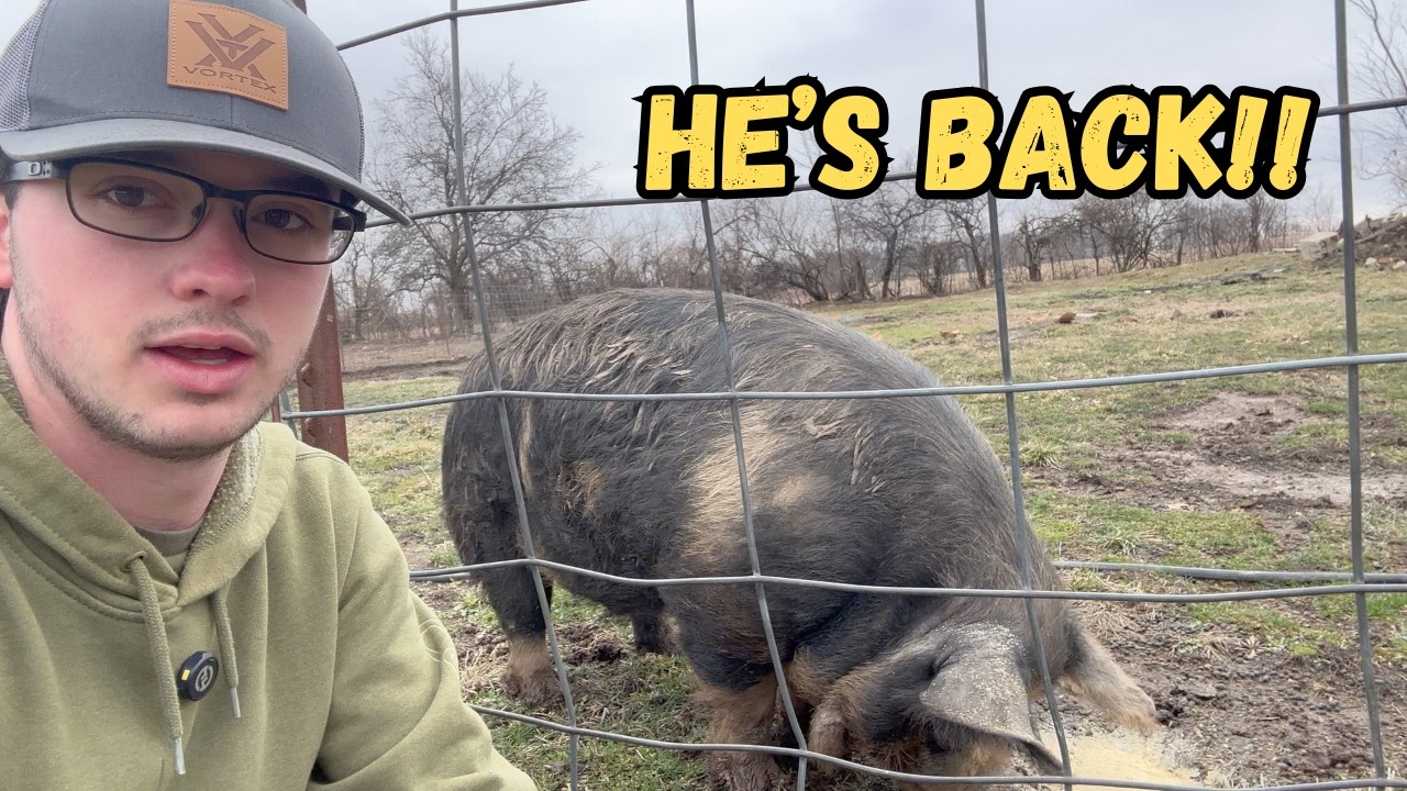 The Boar is Back .... And He's Huge
