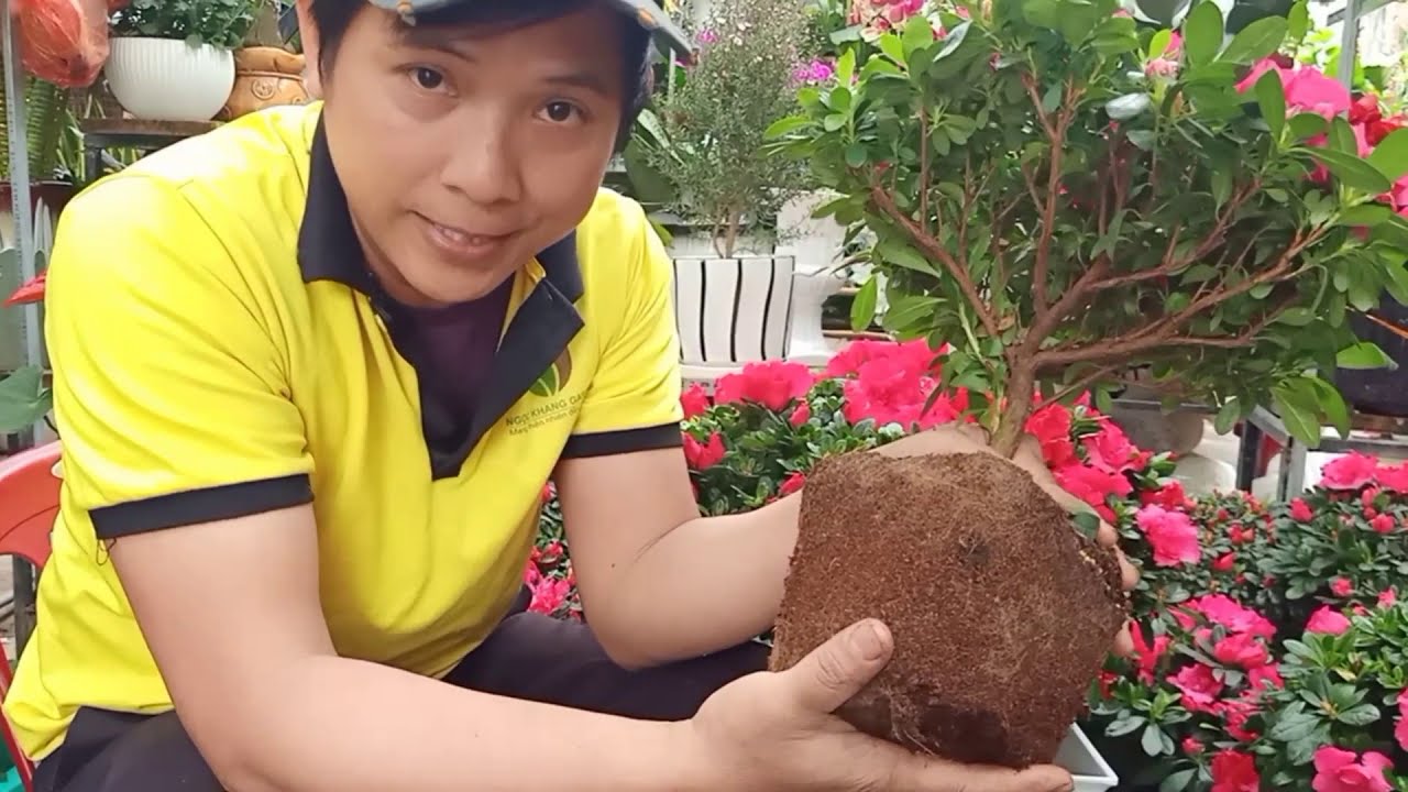 Cách chăm sóc cây đỗ quyên sau tết