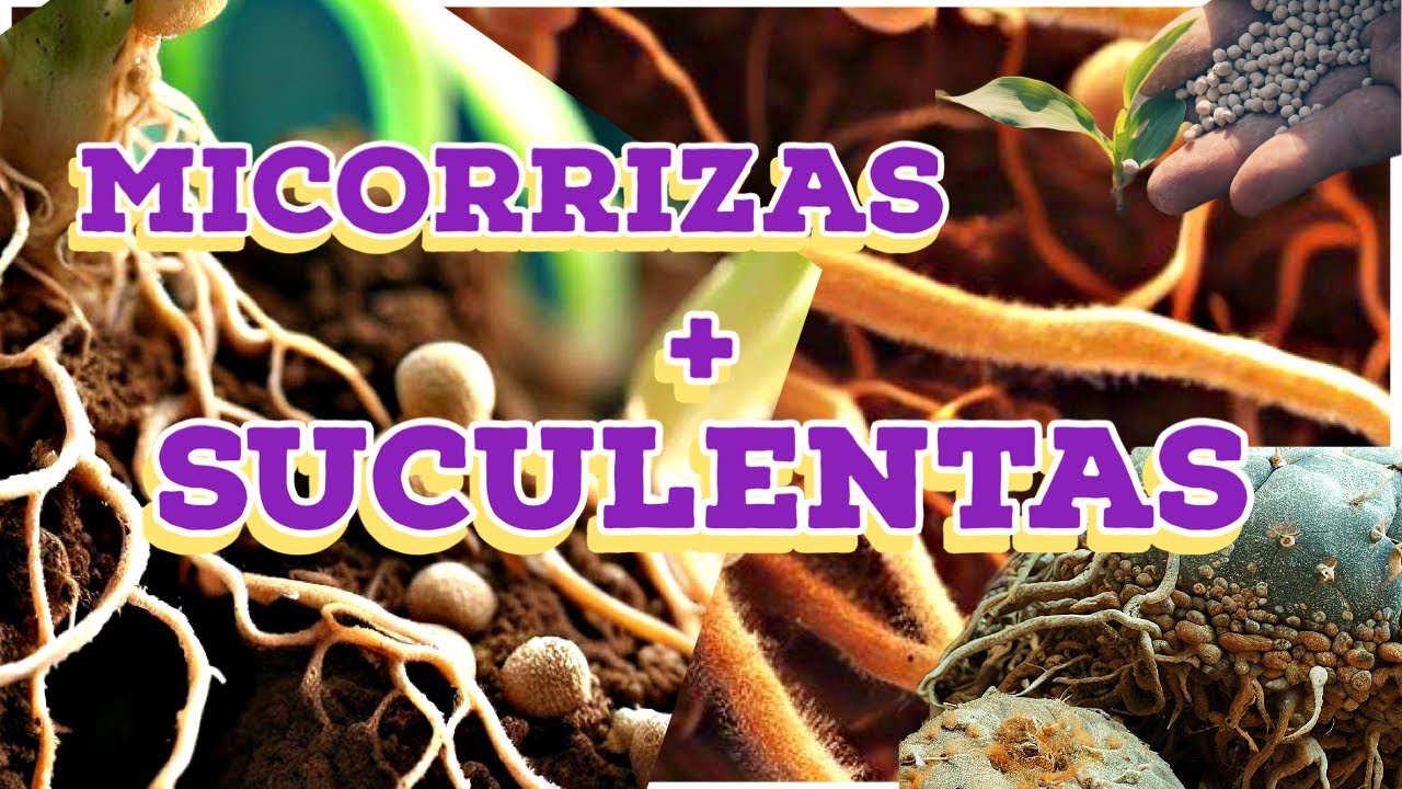 Cómo aplicar micorrizas a tus suculentas - el secreto de una tierra sana