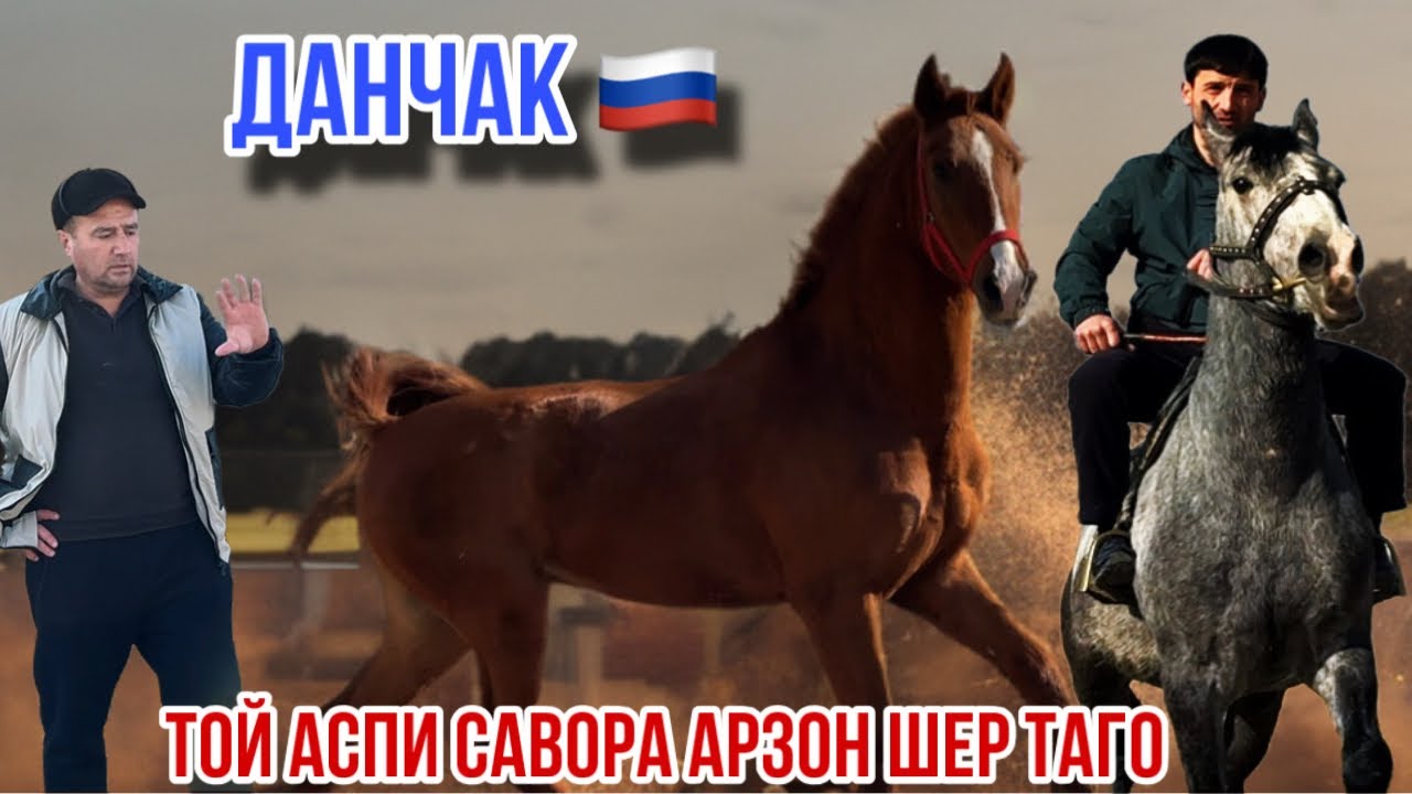 Той Данчак Аспи савора кизил арзон 3 февраля 2026 г.