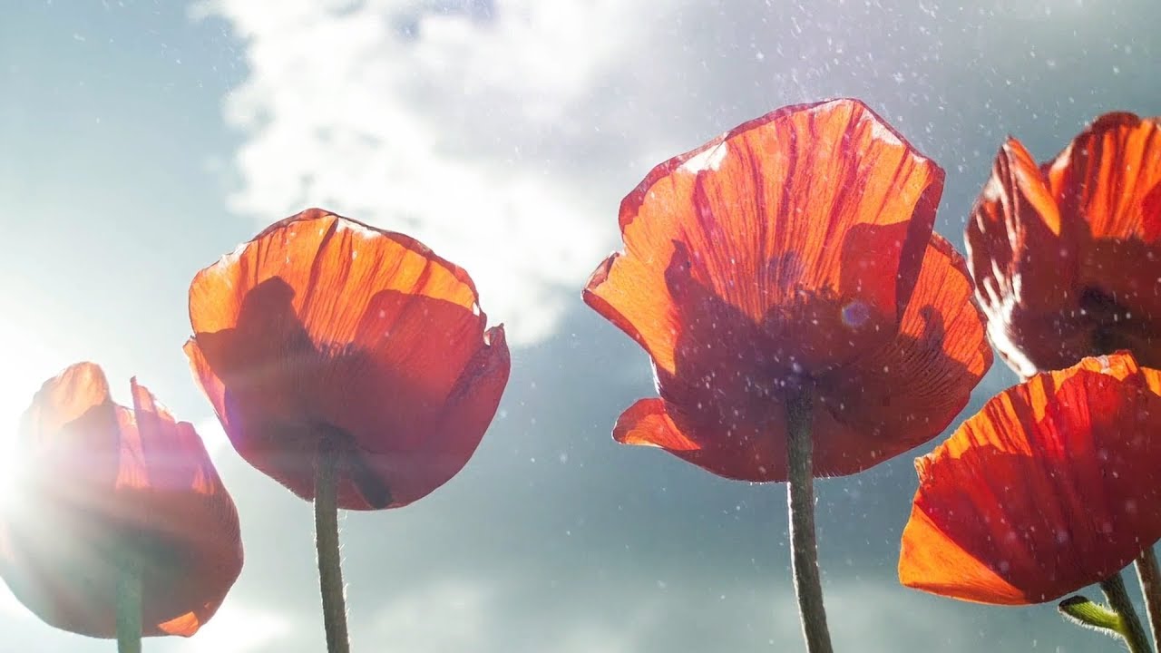 Peaceful Relaxing Instrumetal Music, Meditation Calm Music 