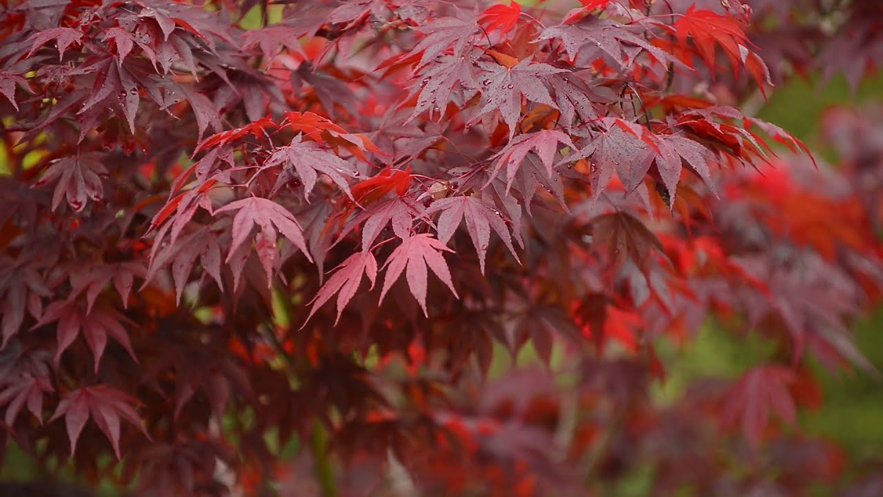 Arces japones en mi jardin en primavera