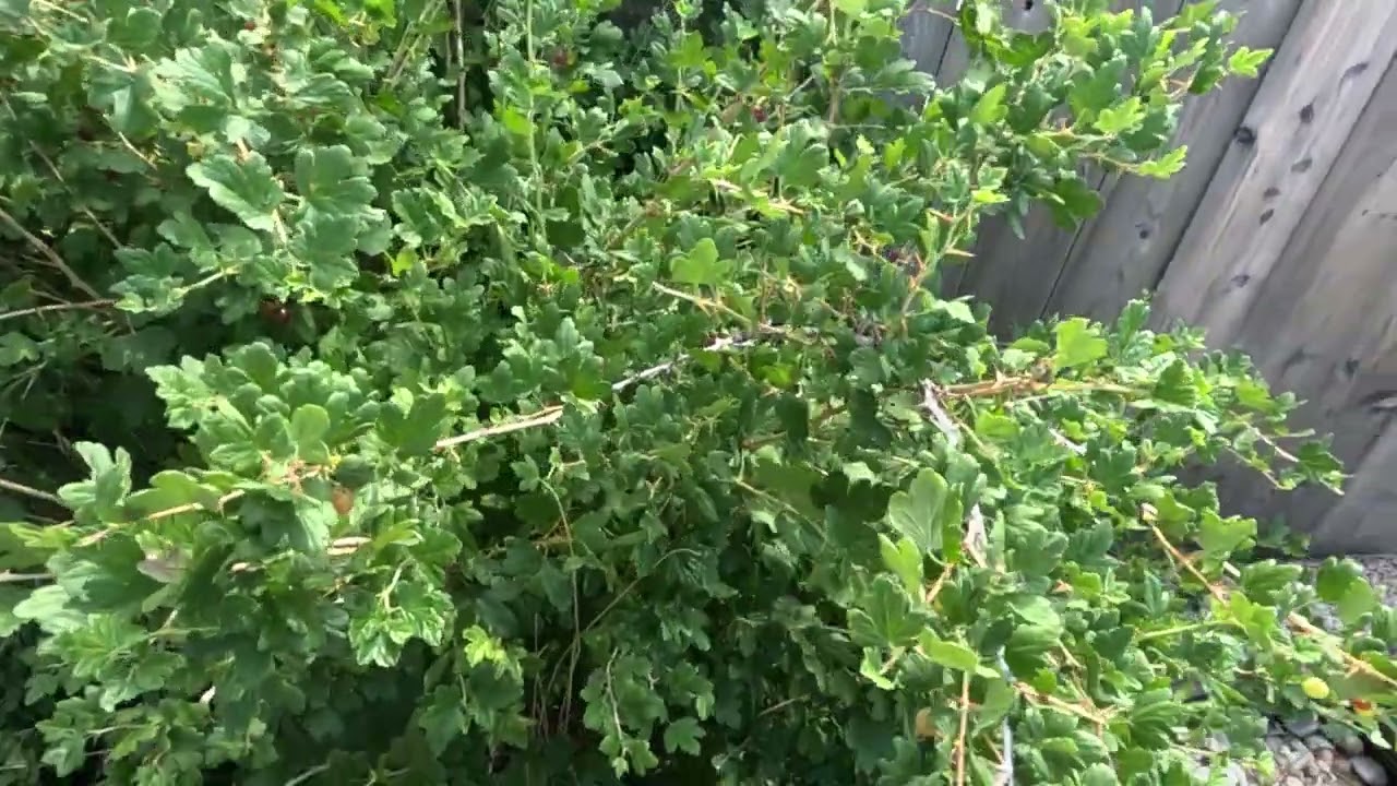 GooseBerry Picking | Yummy Sweet Treats #berrypicking #gooseberry #grandma #adventure