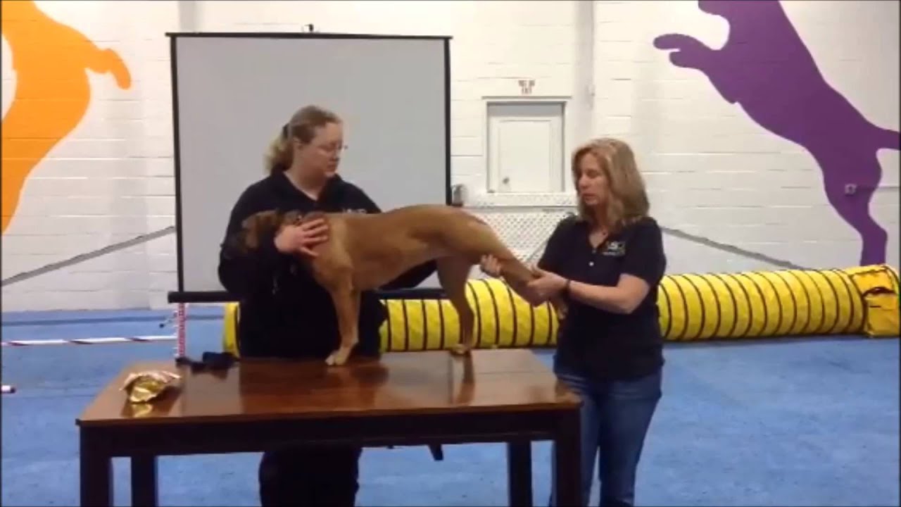 Preventing Injury in Active Dogs: Static Stretching Exercises 2