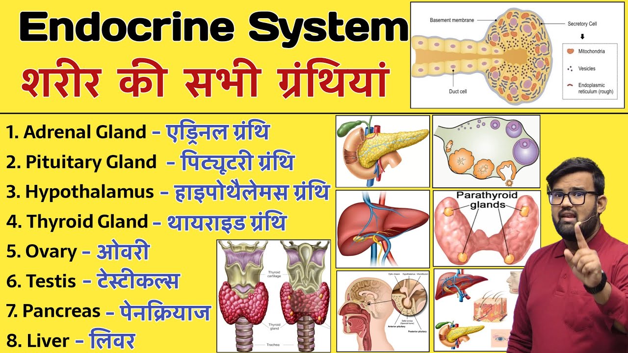 Endocrine System | Thyroid Gland | Pituitary Gland | Liver | Pancreas | Adrenal Gland | Hormones