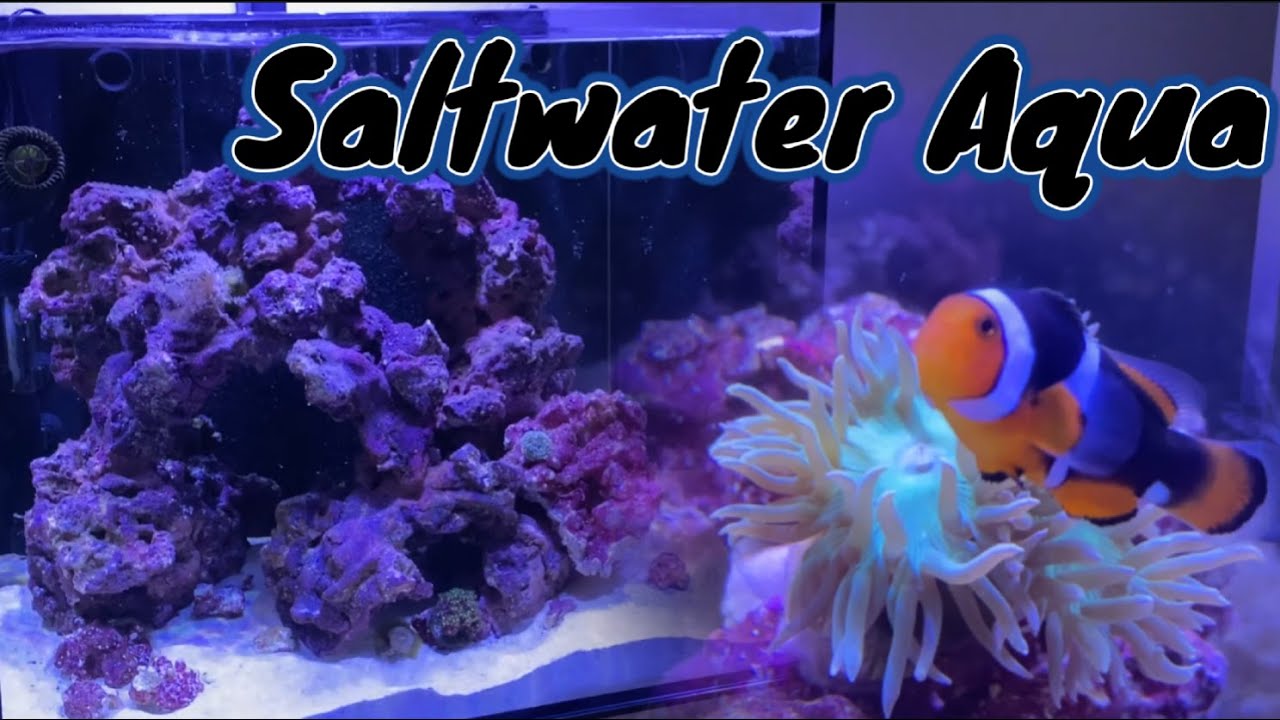 Saltwater Aquarium Build | My 45 Gallon Reef Tank Project
