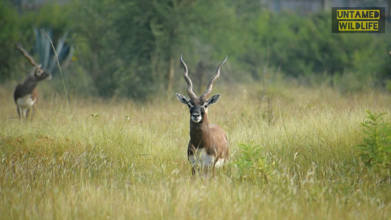 The Indian Antelope, Blackbuck(Antilope cervicapra) watching curiously