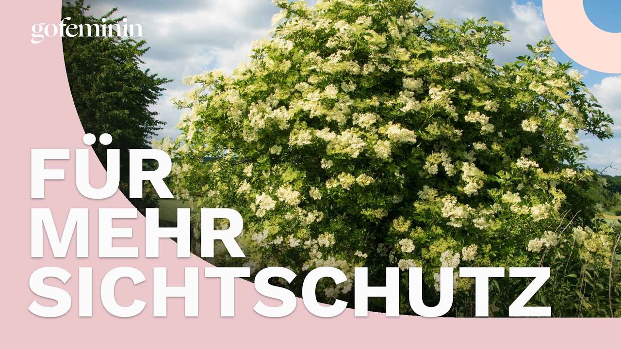 Insektenfreundliche Str&auml;ucher