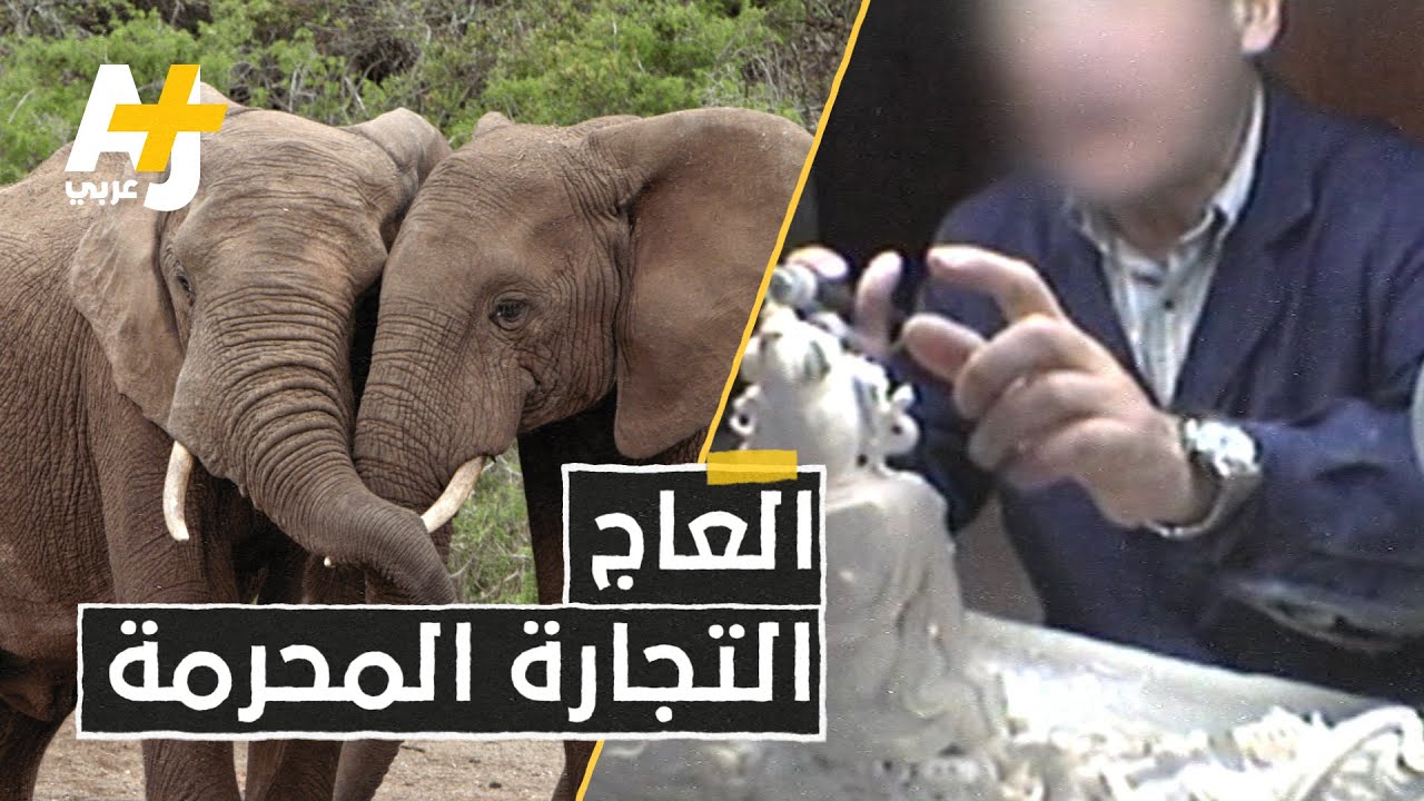 ممنوع دولياً ويتم تهريبه كالمخدرات.. ماذا تعرفون عن قتل الفيلة من أجل تجارة العاج؟