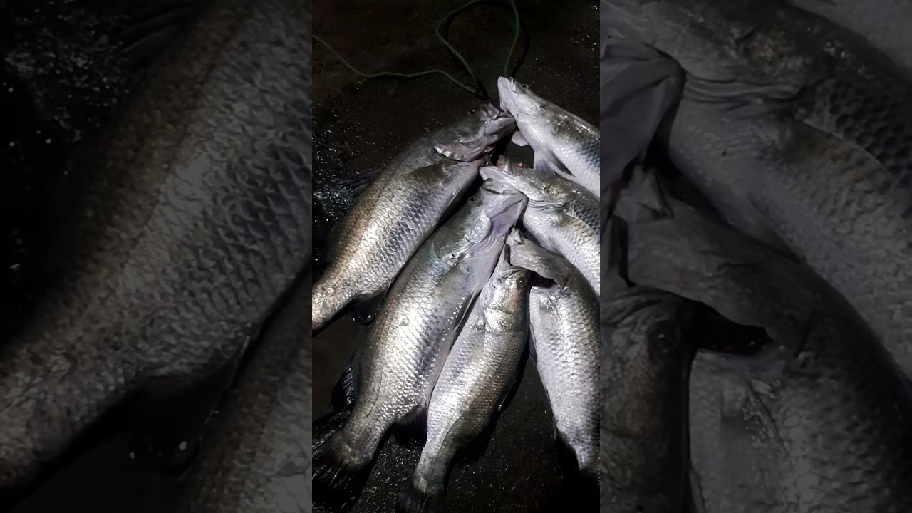 LURU siakap pling enak bengi.. 