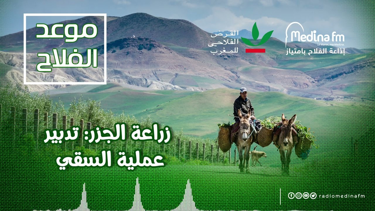 زراعة الجزر: تدبير عملية السقي