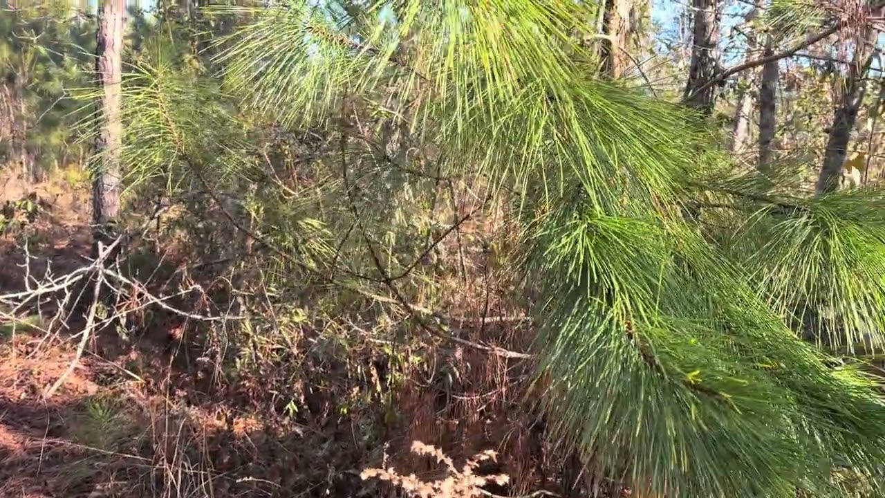 A little rabbit race ￼