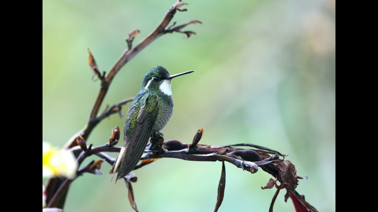 Birding at Miriam's Quetzals Restaurant, San Gerardo de Dota, Costa Rica. Sony A7 IV + Sony 100-400