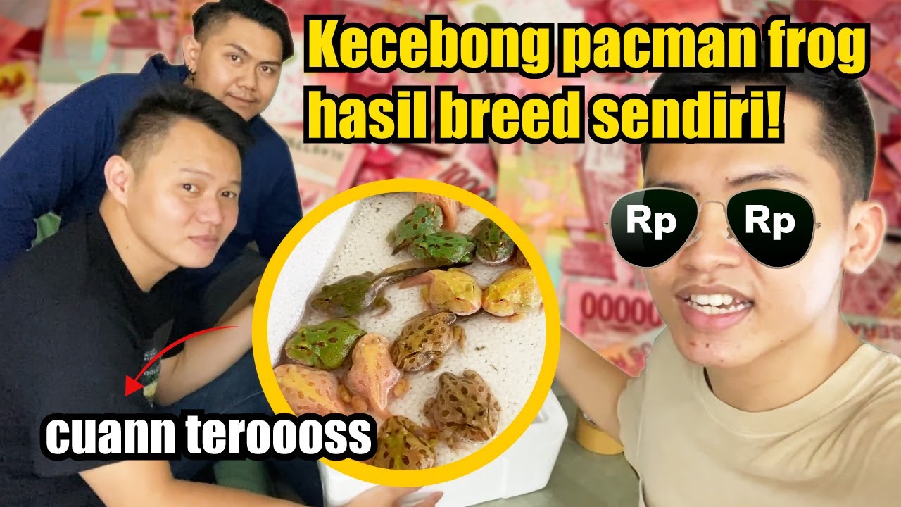 BERHASIL BREEDING RATUSAN PACMAN FROGS! AUTO CUAN!