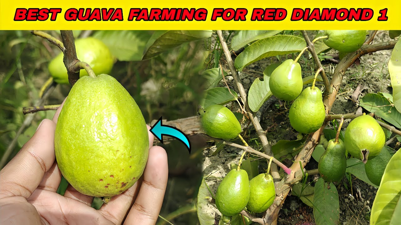 BES FARMING FOR RED DIAMOND 1 GUAVA PLANTS🌿/ FULL INFORMATION / Available Plants Call ☎️7076744603