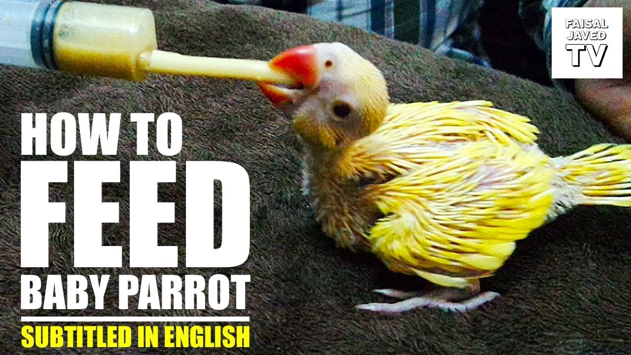 How to Feed a Baby Parrot | Baby Bird Care | Useful Tips and Tricks | Video is Urdu/Hindi