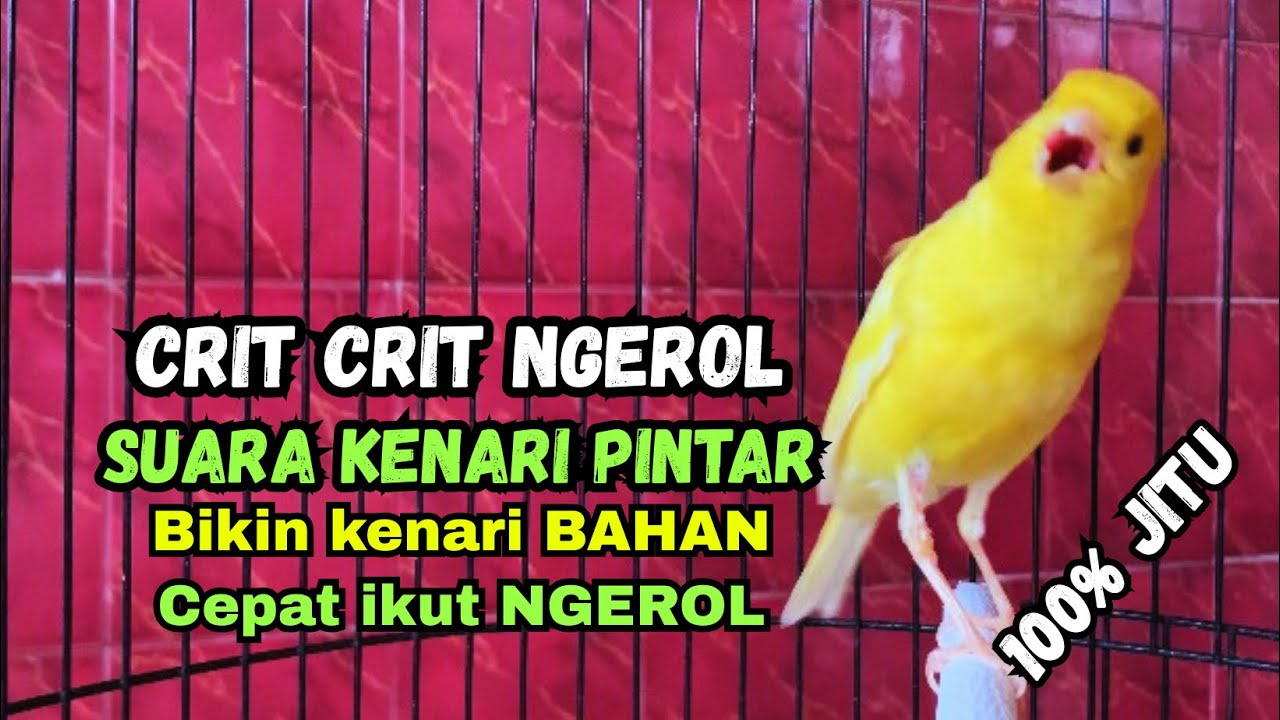 Kenari gacor NGEROL PANJANG cocok untuk PANCINGAN KENARI PAUD bikin BURUNG KENARI GACOR PANJANG