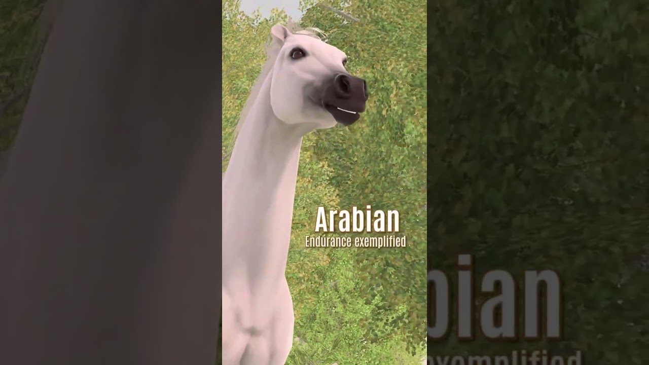 Which horse breed do you collect?
